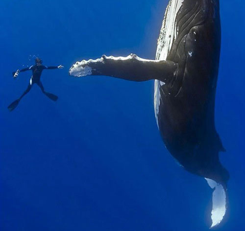 diver-whale-high-five-perfect-timing