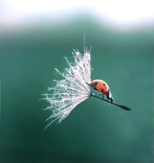 ladybug-dandelion-perfect-timing