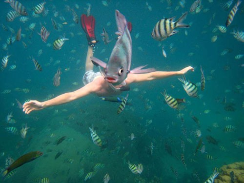 underwater-fish-photobomb-animal-photobombs