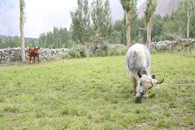 hunza valley pics 2