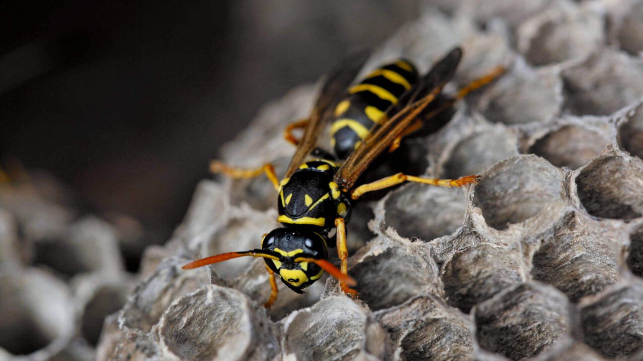 Paper Wasps