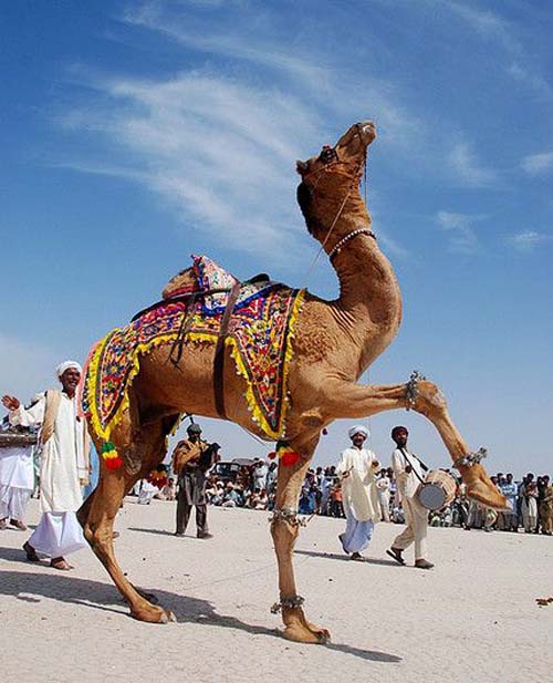 Camel Dance