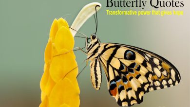 Butterfly Quotes