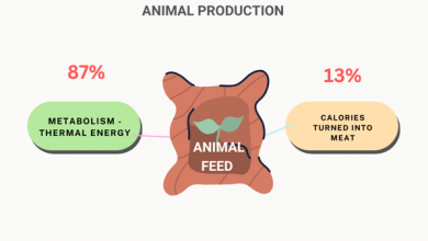 3 Less-known Benefits of a Plant-Based Diet