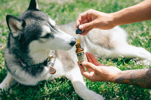 CBD-dog-treats