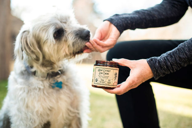 Why-you-should-use-CBD-dog-treats