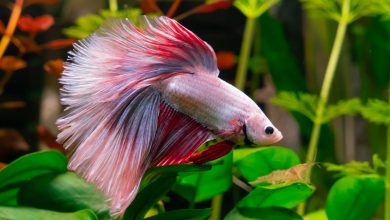 How to Take Care of a Betta Fish