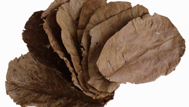 Enhance Your Aquarium's Health with Indian Almond Leaves