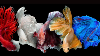 How to Breed Betta Fish