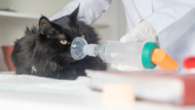 Holistic Management of Asthma in Felines: A Natural Approach