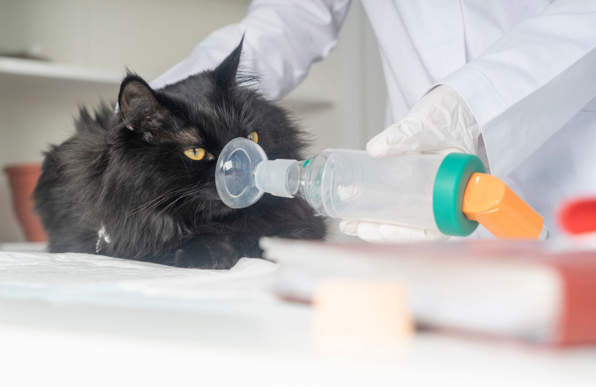 Holistic Management of Asthma in Felines: A Natural Approach