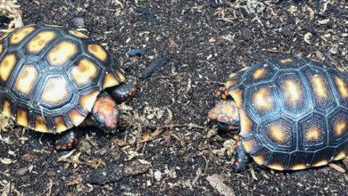 3 Top Reasons to Have a Tortoise Pet