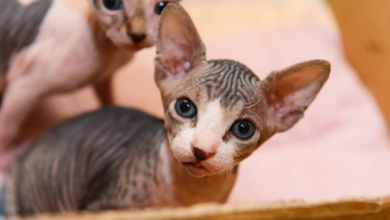 Unveiling the Unique Sphynx Breeders and Their Extraordinary Feline Companions