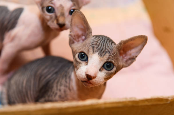 Unveiling the Unique Sphynx Breeders and Their Extraordinary Feline Companions