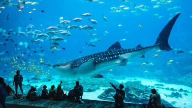 11 Best Aquariums in Texas To Visit In 2024