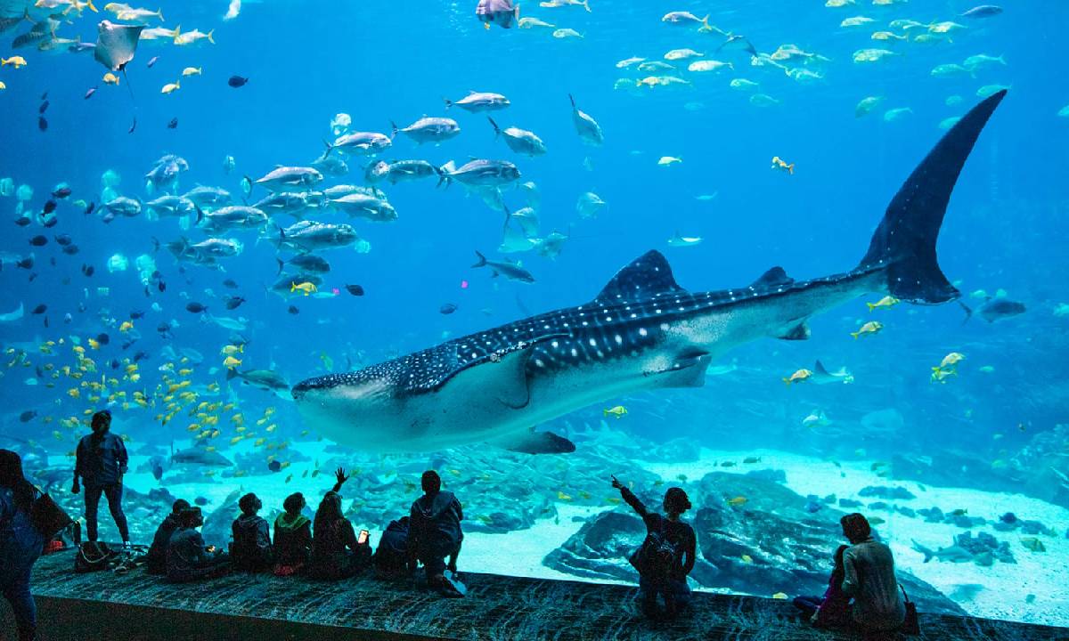 11 Best Aquariums in Texas To Visit In 2024