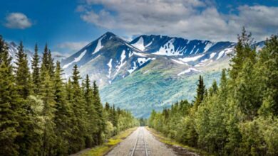 Chasing-Glaciers-and-Wildlife---A-Majestic-Journey-Cruising-Through-the-Untamed-Beauty-of-Alaska's-Coastline