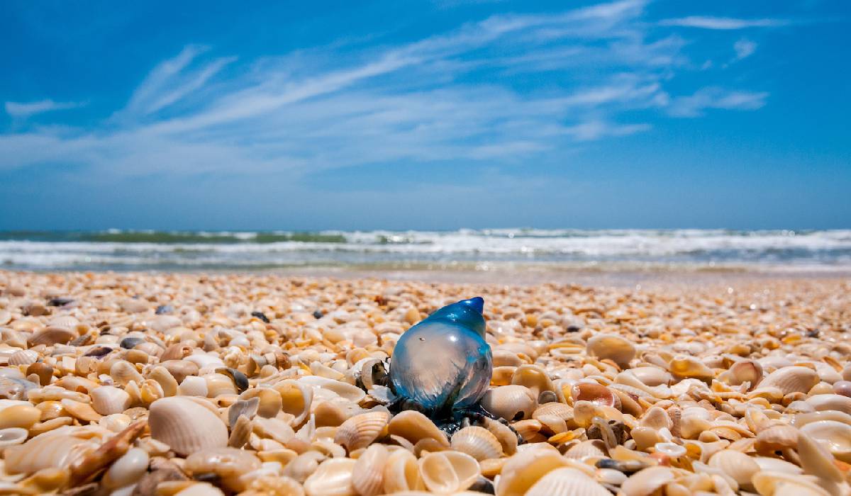 Padre Island National Seashore