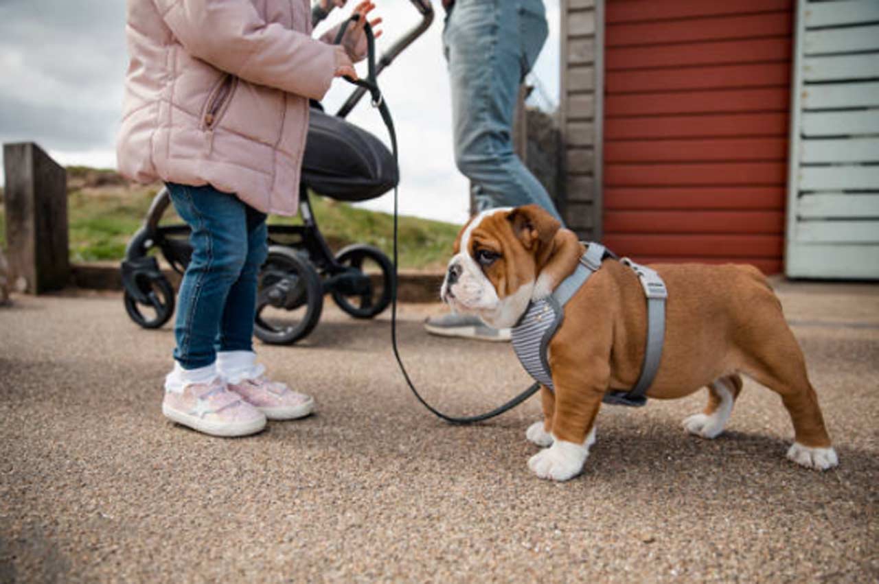 Know The Advantages Of Using English Bulldog Harnesses