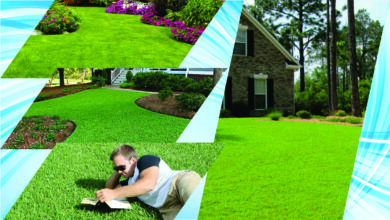 Discover the Best Shade-Loving Grasses for Texas Landscapes!