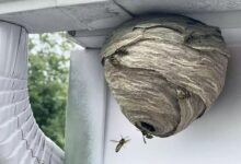 Ultimate Guide to Safe Wasp Nest Removal for Families