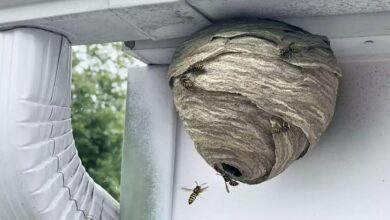 Ultimate Guide to Safe Wasp Nest Removal for Families